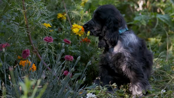 Cute Spaniel Puppy Dog Chews on Colorful Flowers in Green Garden in Slow Motion, Fixed Soft Focus. B