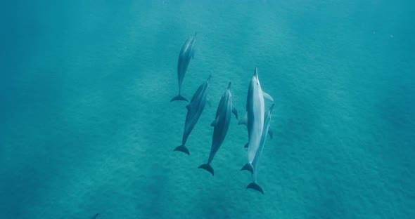 A pod of dolphins swimming together in blue ocean