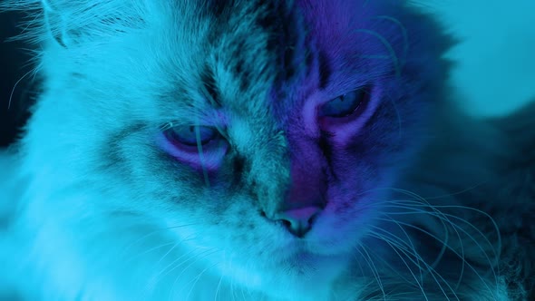 Close View of Large Cat Face with Eyes in Blue Magenta and Green Neon Light