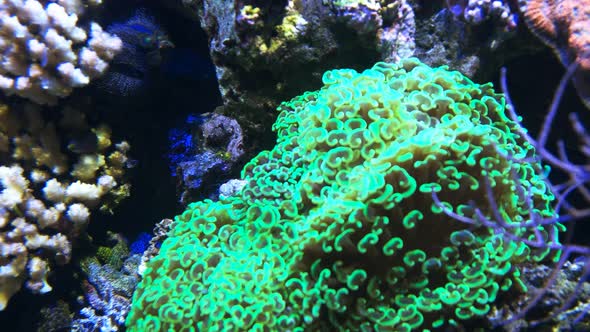 vivid green hammer coral colony