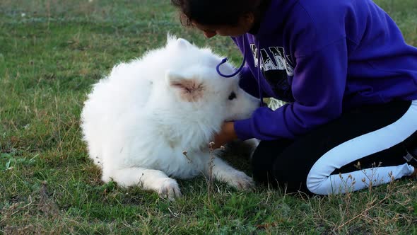 White beautiful Samoyed dog smiles. Female hand stroking dog on the head while sitting on the grass