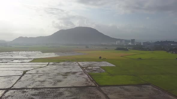 Aerial view paddy field half harvested