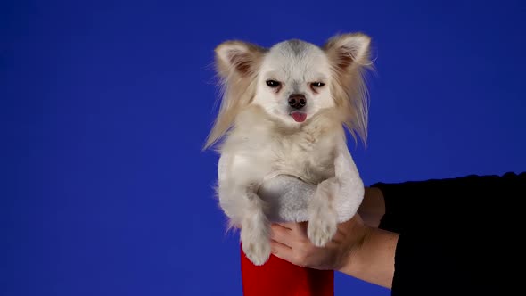 A Man with Two Hands Holds a Sleepy Chihuahua the Hind Legs of Which are Tucked Into the Red Santa