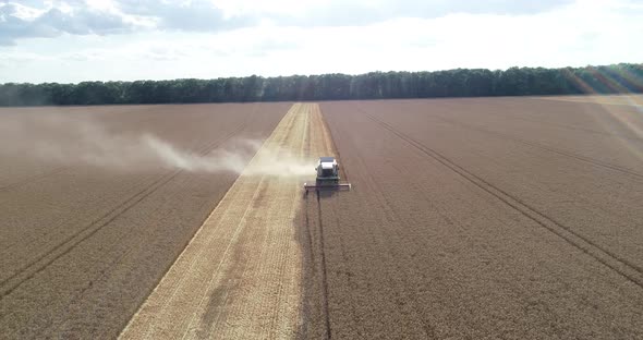 Combine harvester, harvest wheat on the field. Aerial drone view