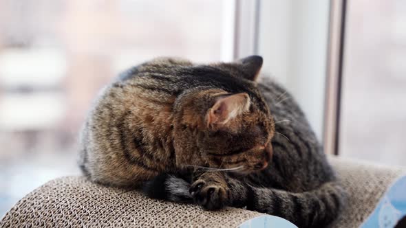 Close Up of Tabby Cat Portrait on the Balcony Near the Window