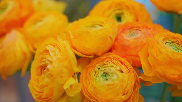 A Bouquet of Orange Ranunculus Flowers on a Light Background.