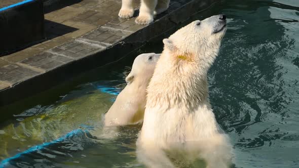 Polar Bear with Cubs Playing in Water