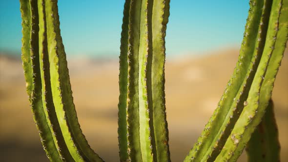 Saguaro Cactus on the Sonoran Desert in Arizona