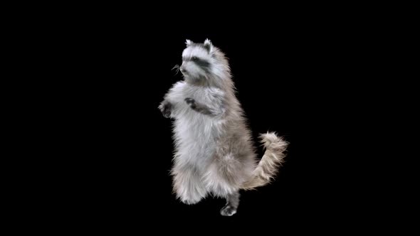 Raccoon Dancing HD