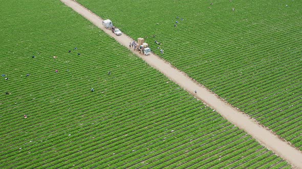 Aerial of People Working on the Fruit Fields, USA.  Beautiful Green Farm, USA