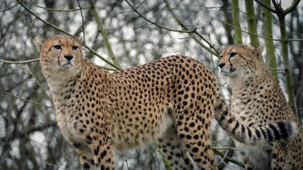 Cheetahs Stand Alert and One Walks off