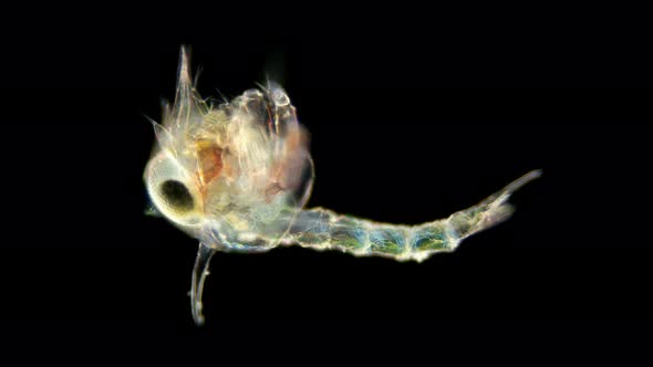 The Crab Larva Under the Microscope, Called Zoea, Lives As a Part of Plankton