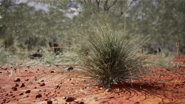 Australian Bush with Trees on Red Sand