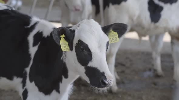 Calves Feeding Process on Modern Farm