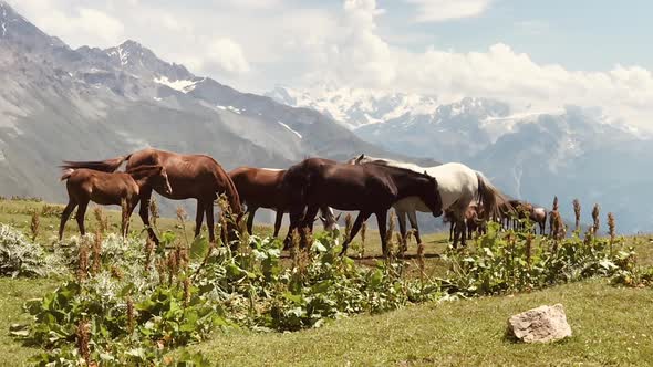 Wild Horse Mestia Long Slomo