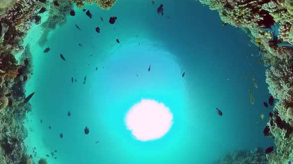 Coral Reef with Fish Underwater. Bohol, Philippines