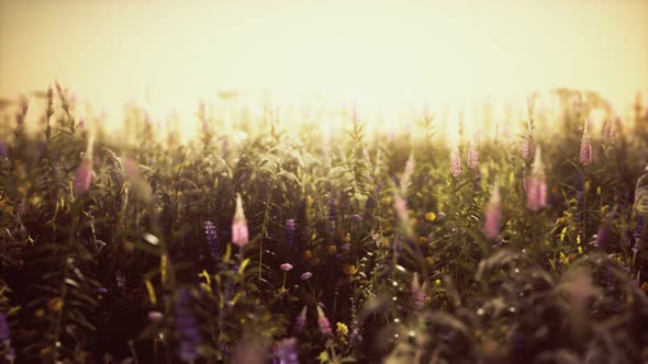 Wild Field Flowers at Summer Sunset