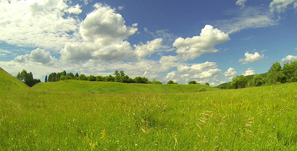 Green Meadow 6