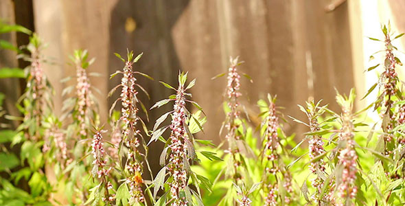 Green Grass And Wooden Fence alt