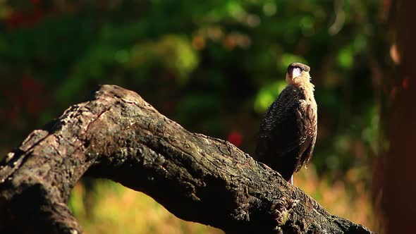 A watchful northern crested caracara surveys its environment while perched on a tree branch