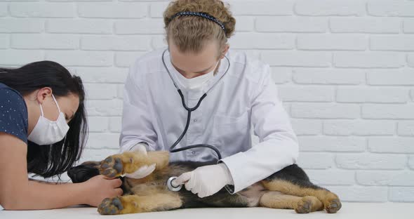 Veterinarian with Assistant in Masks Examining Dog
