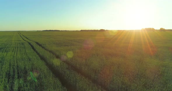 Low Altitude Flight Above Rural Summer Field with Endless Yellow Landscape at Summer Sunny Evening