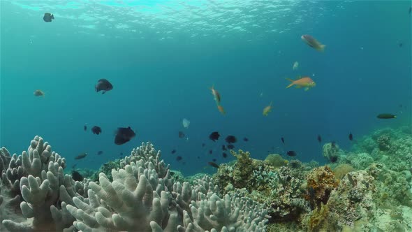 Coral Reef and Tropical Fish Underwater