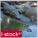 Crocodile In Zoo 2 - VideoHive Item for Sale