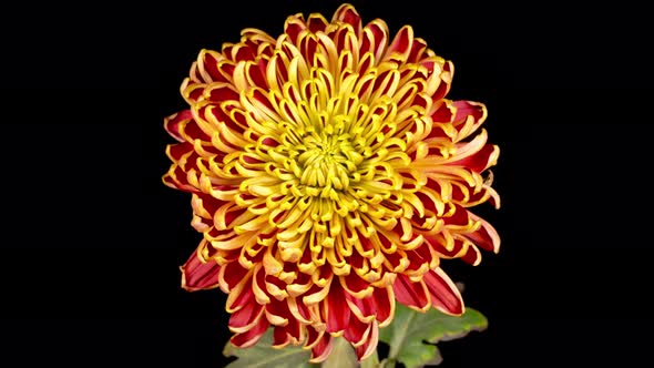 Beautiful Red - Yellow Chrysanthemum Flower Opening