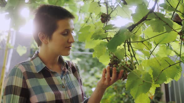 Farmer Checking Crop of Grapes on Ecological Farm