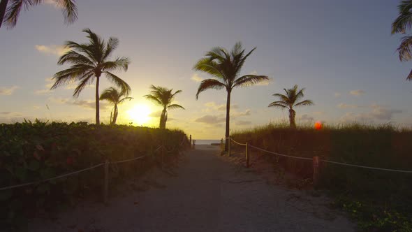 Palm trees silhouettes seen at sunset