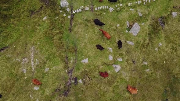 Topdown Birdseye Wide-Shot of a group of cows in a rocky moorland