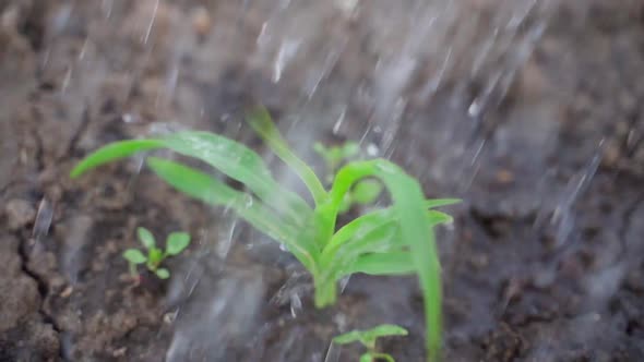 Abundant Watering of Corn Sprout Closeup in Slow Motion