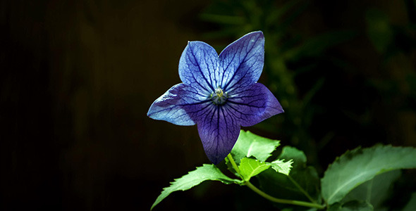 Campanula Glauca Open Up Their Blossoms