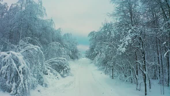 Cinematic Aerial View of a Cold Snowcovered Forest at the Top of a Hill