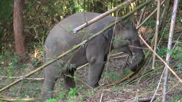 Baby Elephant Breaking a Bamboo Tree