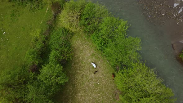 Horses Grazing By The River