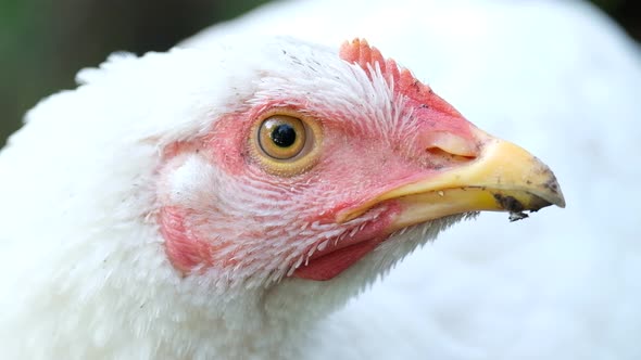 A group of white chickens with white feathers and a red beak