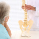 Chiropractor Explaining Spine Model To Patient - VideoHive Item for Sale