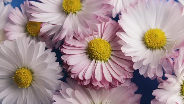 Several Daisy Flowers Blooming on a Blue Background