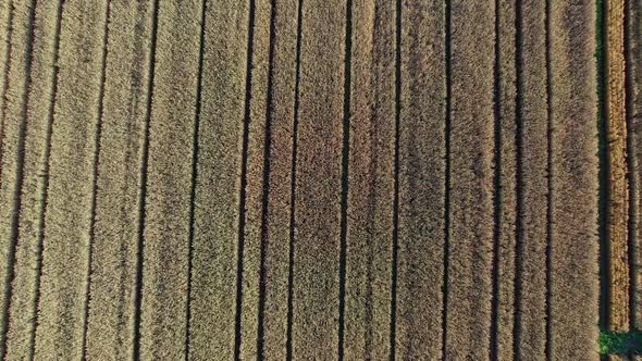 Drone Flying Over Green Wheat Field in Summer