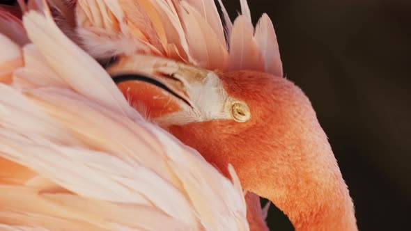 Close up vertical video of a coral american flamingo carefully grooming its feathers with its beak