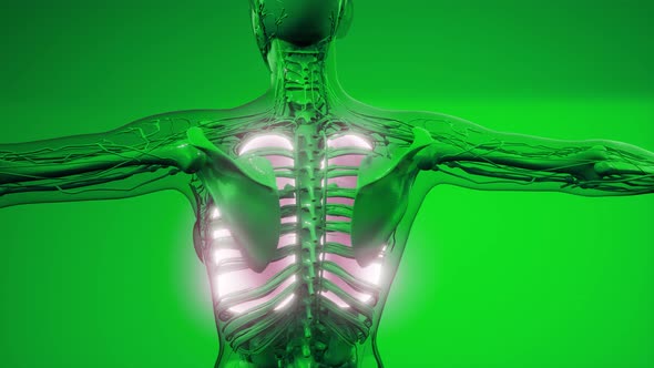 Science Anatomy Scan of Human Lungs alt