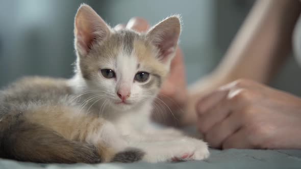 A Woman Strokes a Restless Gray and White Kitten on the Bed in the Bedroom