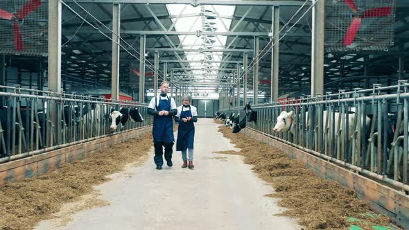 Two Livestock Farmers are Talking While Walking Through the Farm