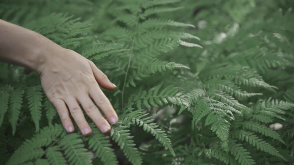 Woman Hand Touching Fern Green Leaves Foliage