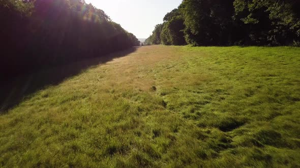 low to the ground drone footage above long grass between rows of trees with lens flare