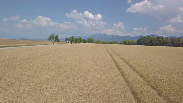 Wheat Field Countryside