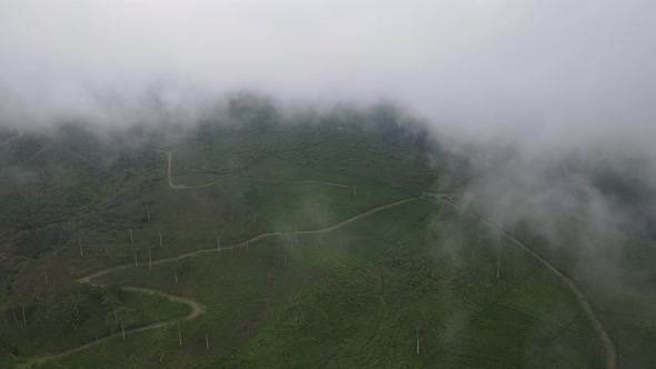 Aerial view of foggy mist tea plantation in Indonesia