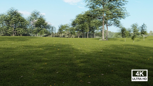 Tall Beautiful Trees Surrounded With Grass Field